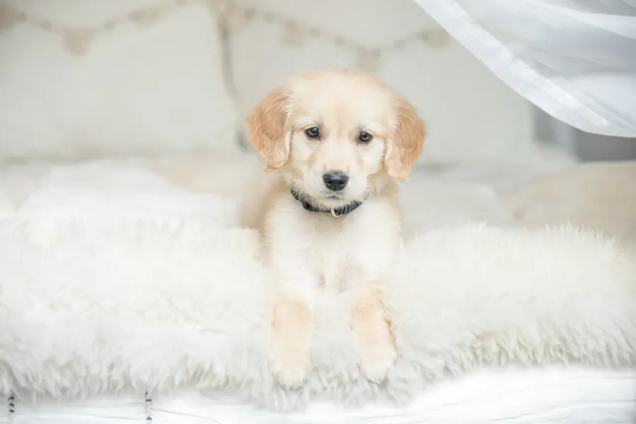 Newborn puppy photo session: minneapolis dog photographer, photo 1 of 16