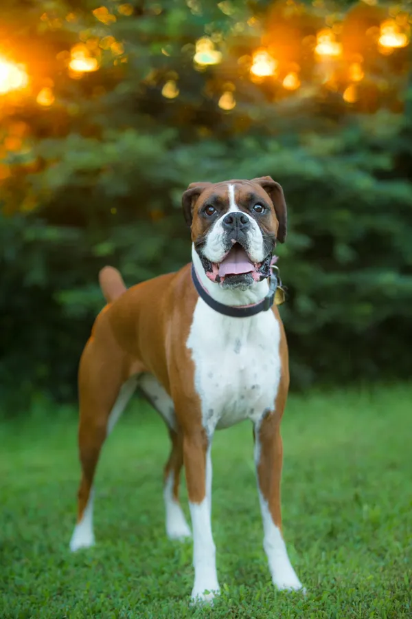 Mini backyard session with Dempsey the Boxer, photo 1 of 10