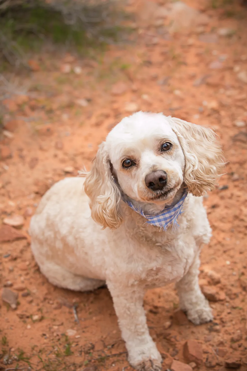 Dog photography session at valley of fire