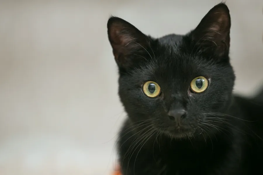 black cat