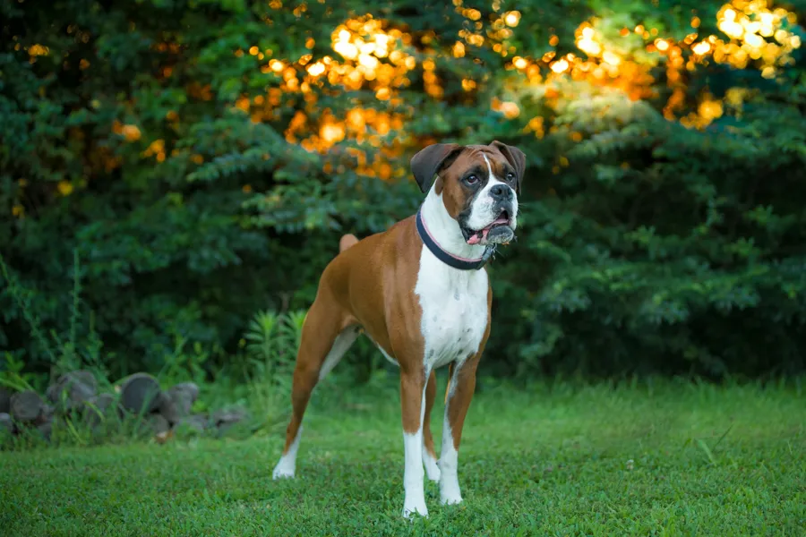 Mini backyard session with Dempsey the Boxer, photo 2 of 10