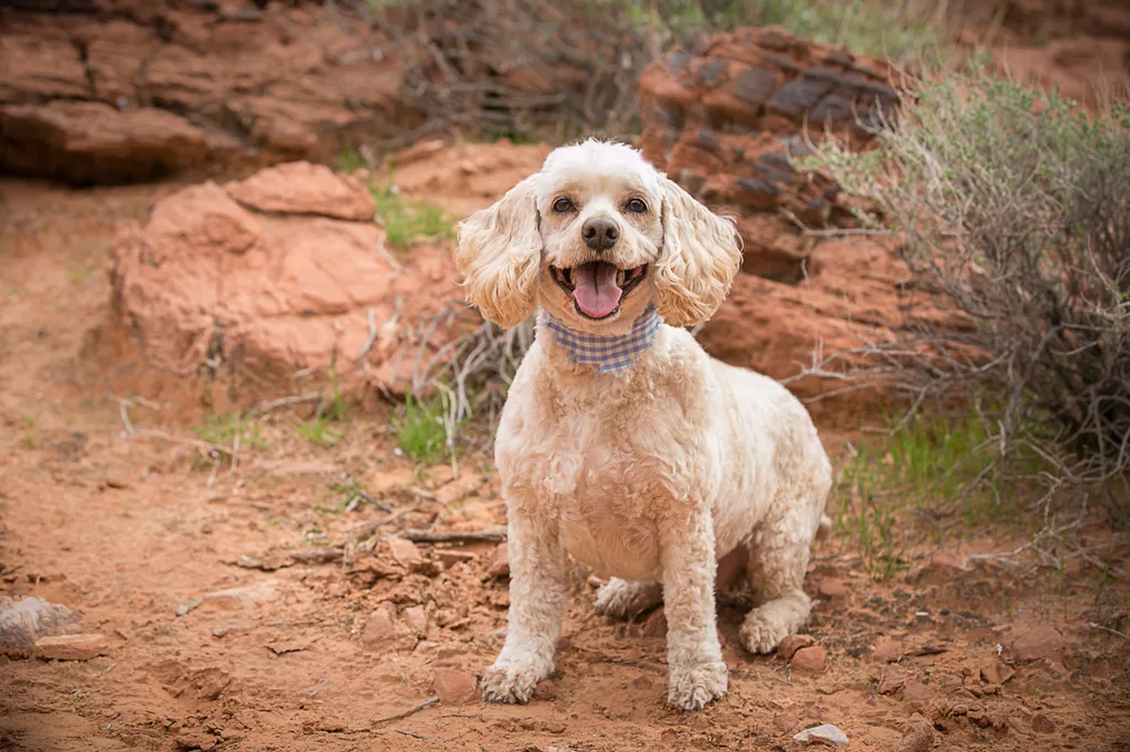 Dog photography session at valley of fire