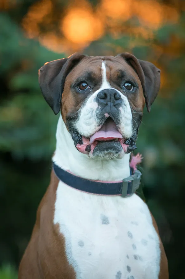 Mini backyard session with Dempsey the Boxer, photo 3 of 10