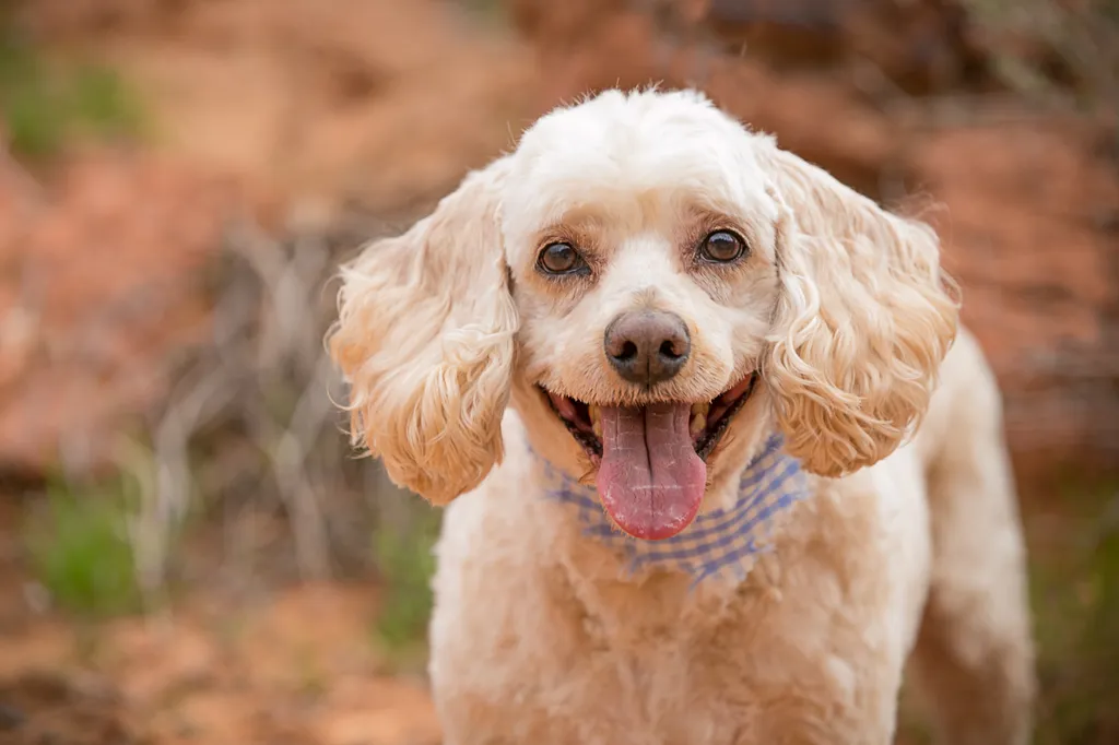 Dog photography session at valley of fire