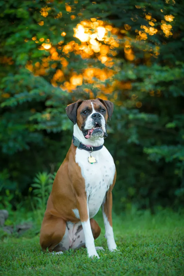 Mini backyard session with Dempsey the Boxer, photo 4 of 10