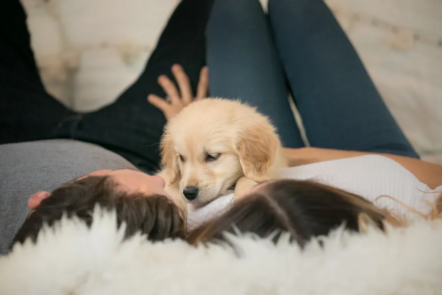 Newborn puppy photo session: minneapolis dog photographer, photo 7 of 16
