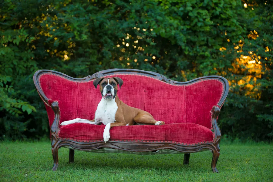 Cover photo for Mini backyard session with Dempsey the Boxer
