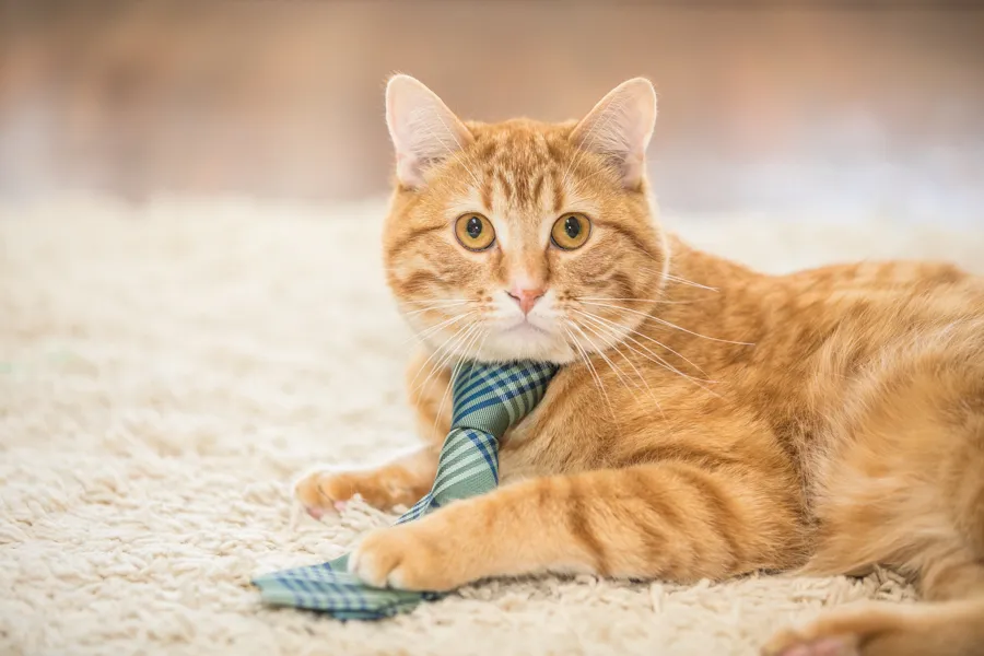 cat in a tie