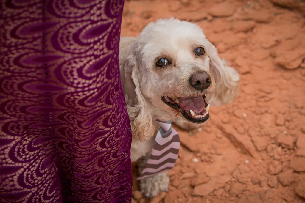 Dog photography session at valley of fire