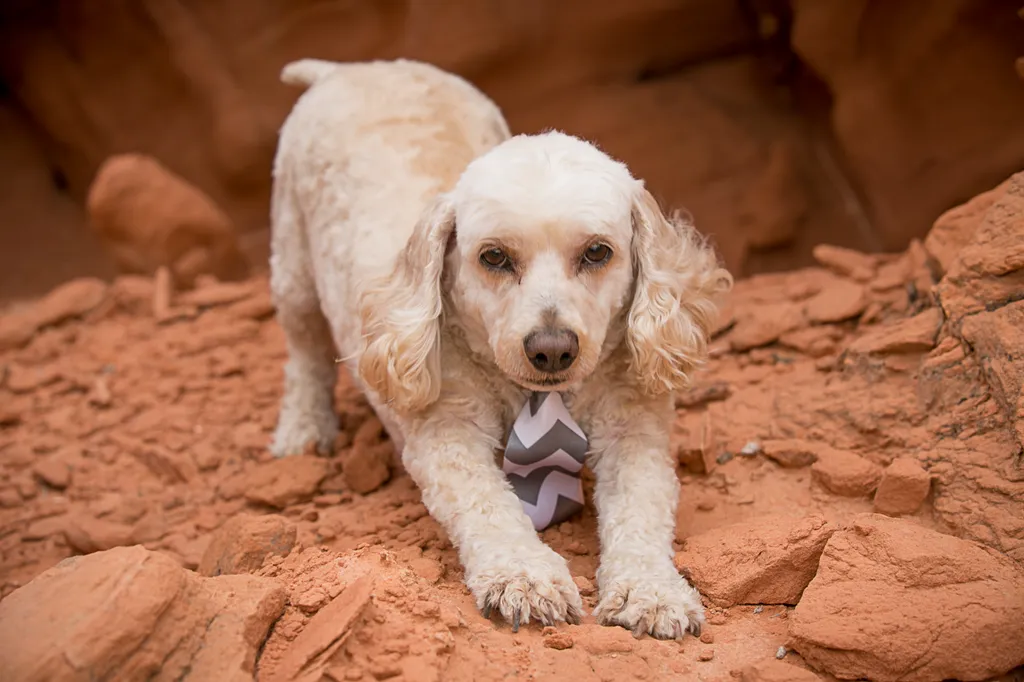 Dog photography session at valley of fire