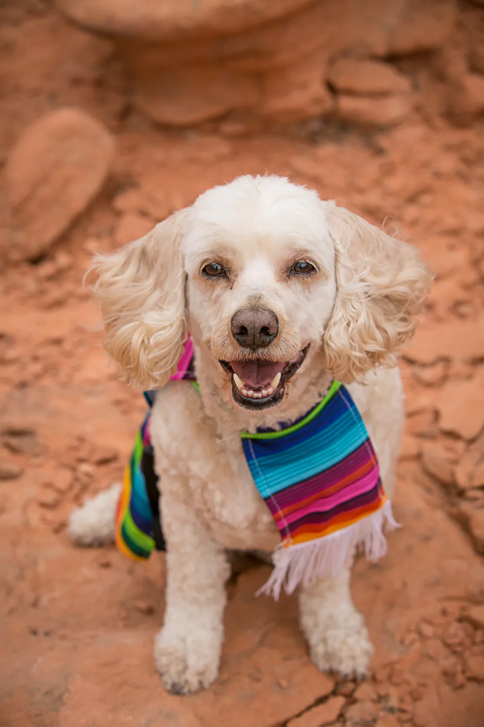 Dog photography session at valley of fire