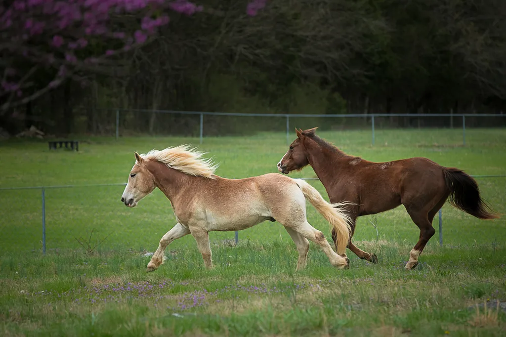 Horses running farm photography by K Schulz Pet Portraits