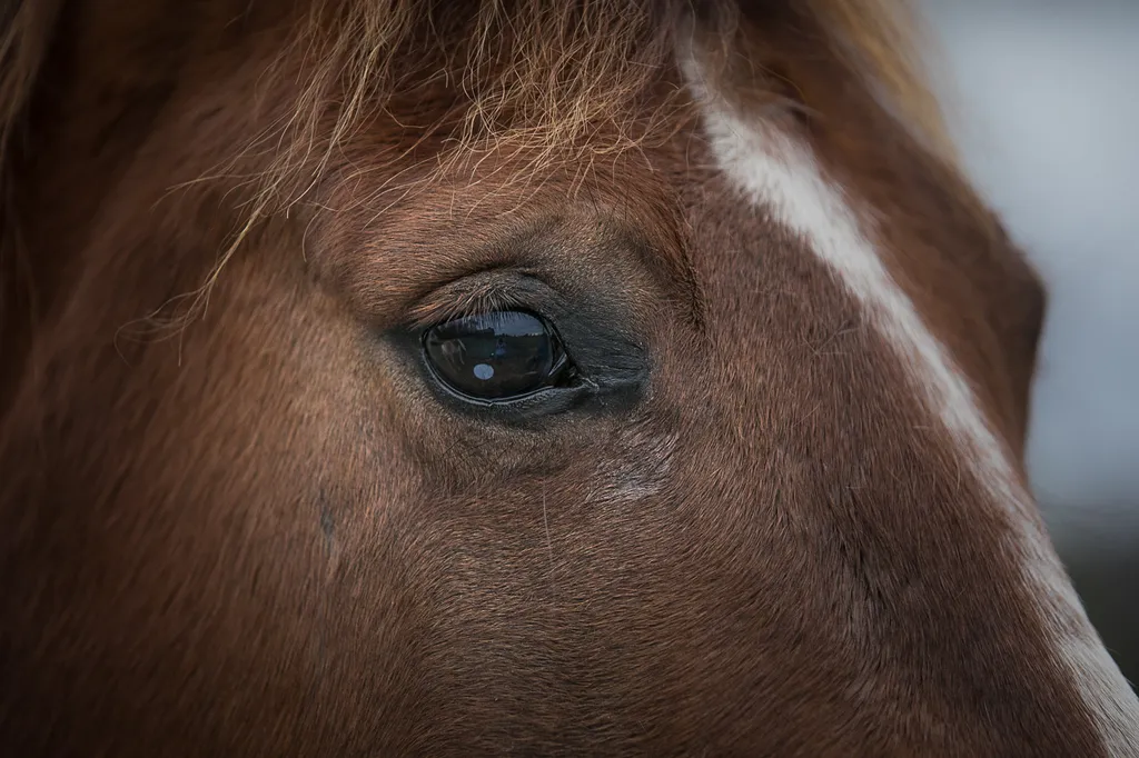 Horse face, farm photography