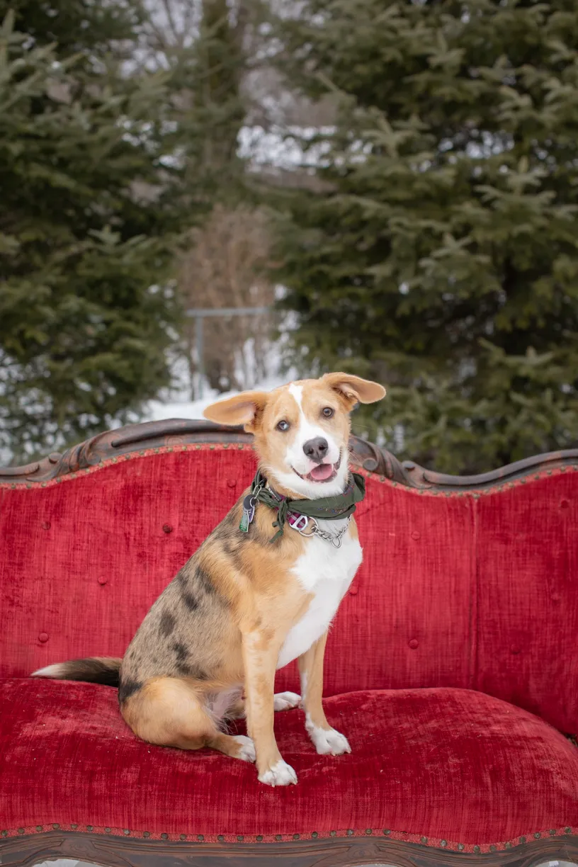 Rescue dog litter birthday party, photo 17 of 26
