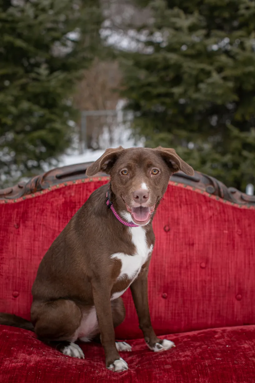 Rescue dog litter birthday party, photo 11 of 26