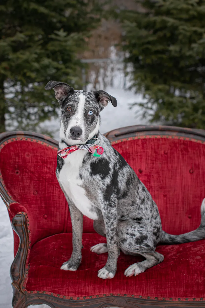 Rescue dog litter birthday party, photo 8 of 26