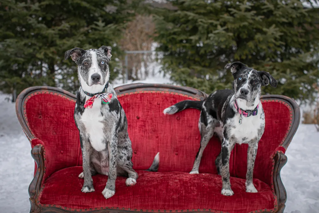 Rescue dog litter birthday party, photo 24 of 26