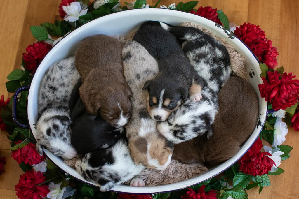 Rescue dog litter birthday party, photo 2 of 26