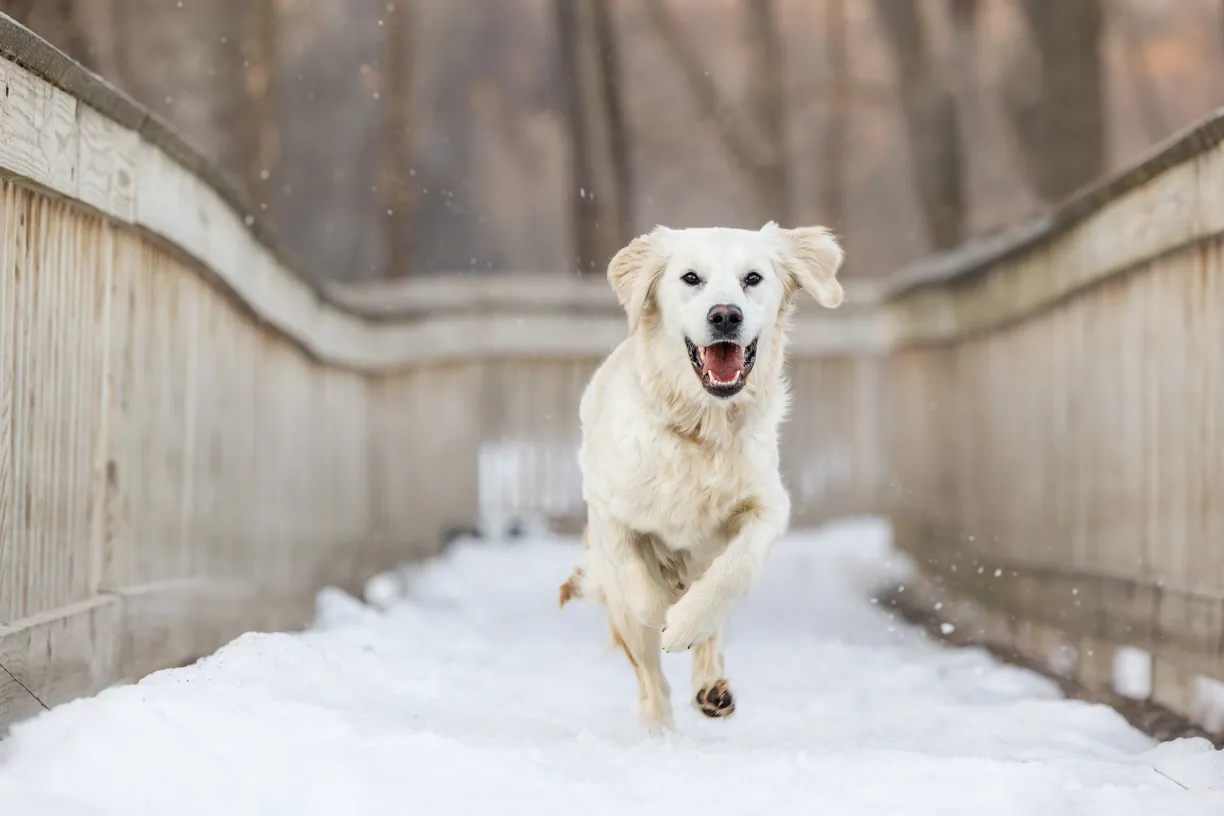 Pets photo 67 of 76 by K Schulz Photography