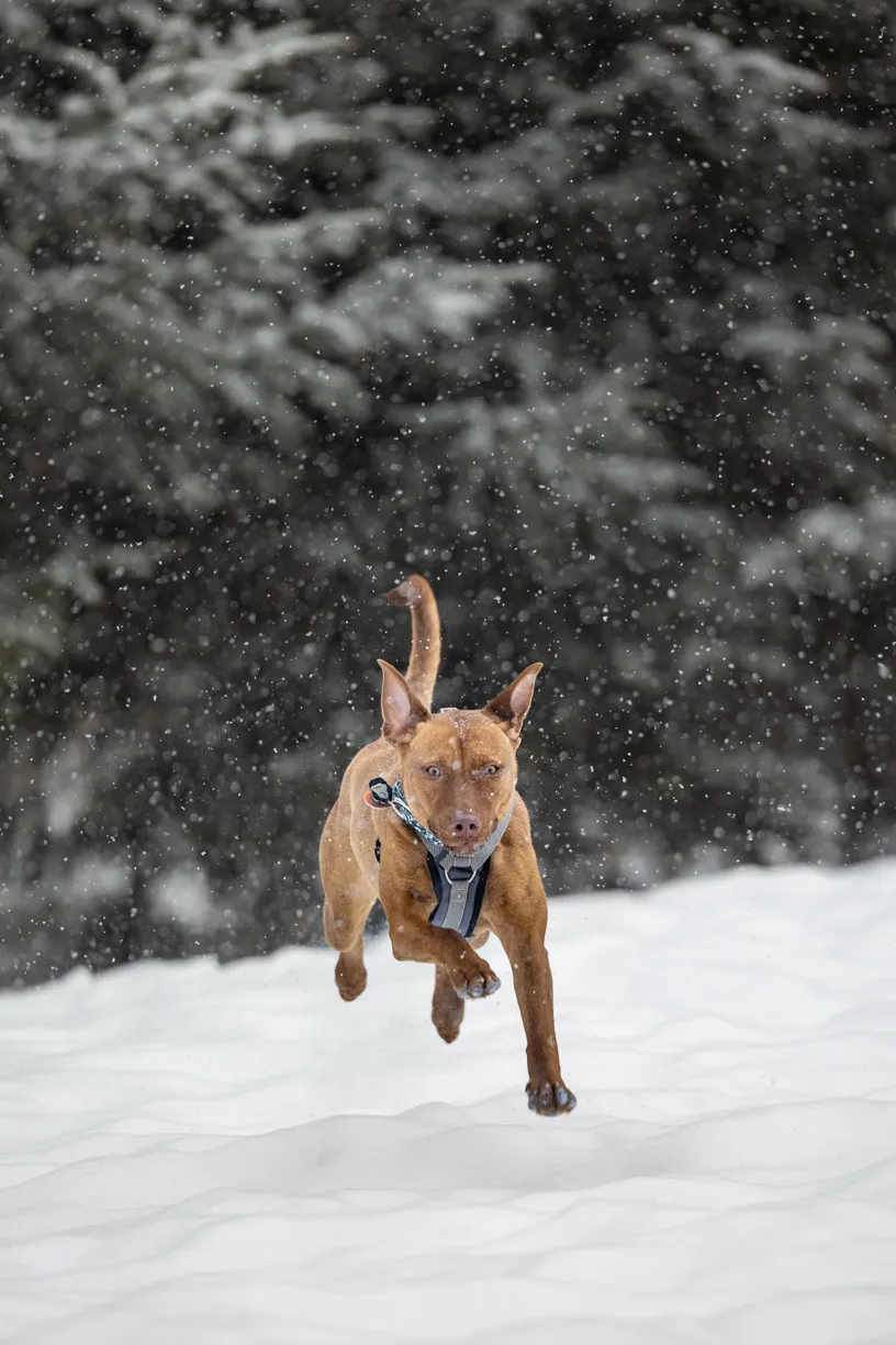 Pets photo 69 of 76 by K Schulz Photography