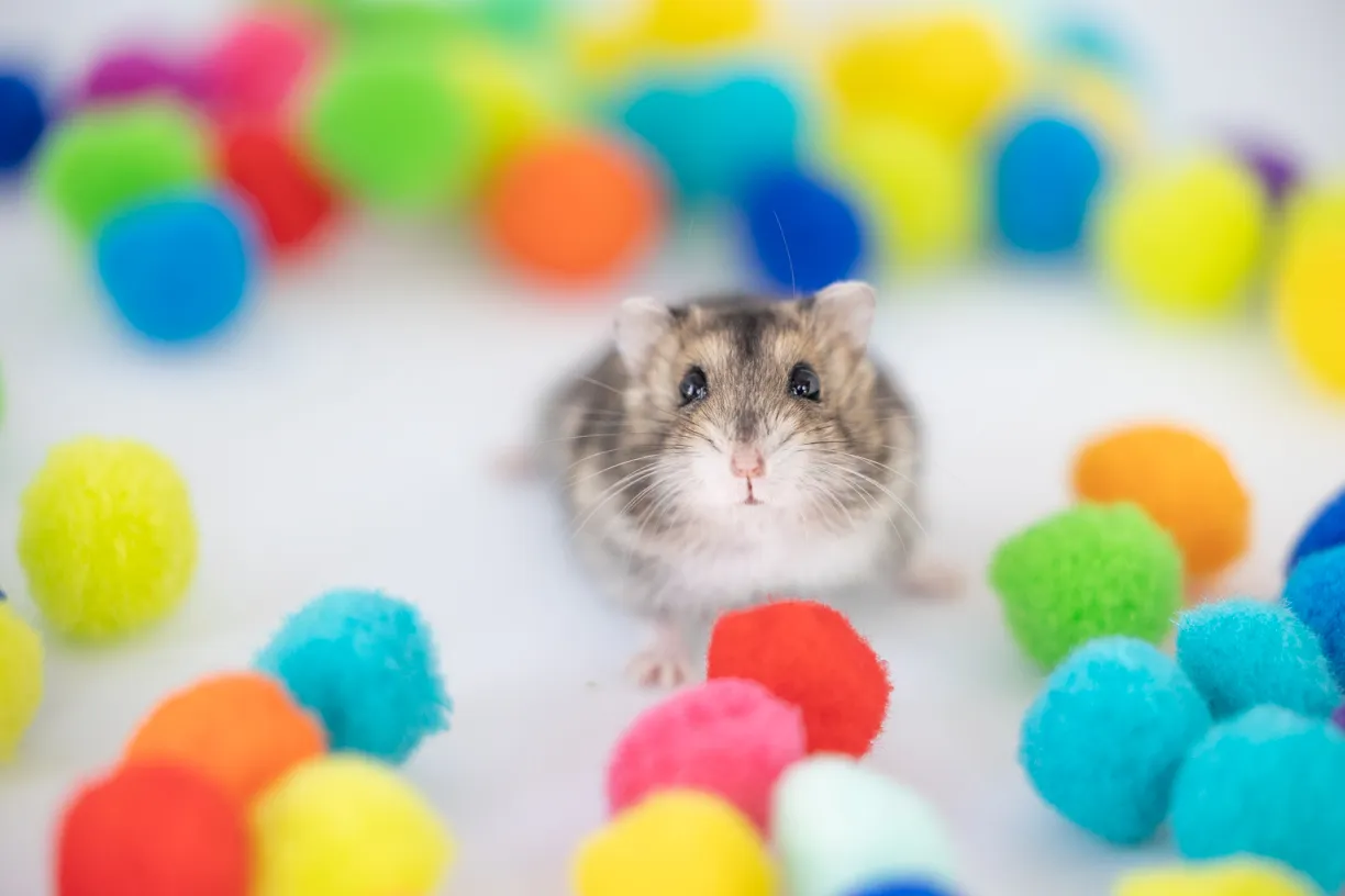 Pets photo 72 of 76 by K Schulz Photography