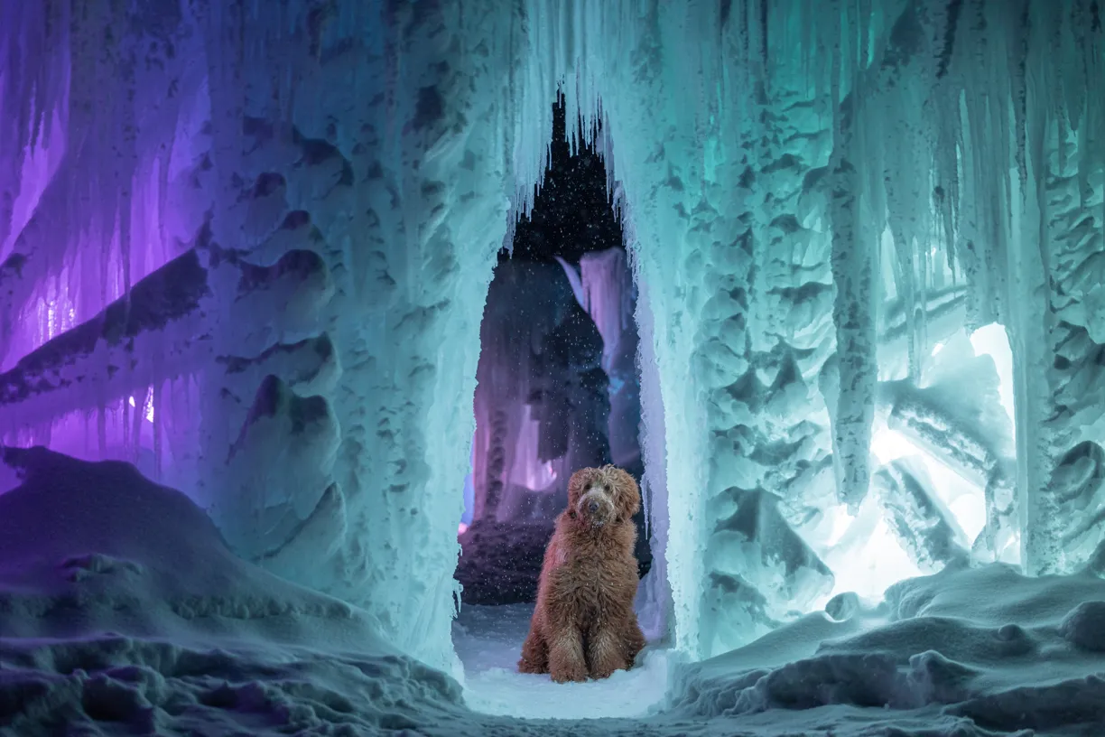 Doodle sitting inside a glowing blue and purple ice castle