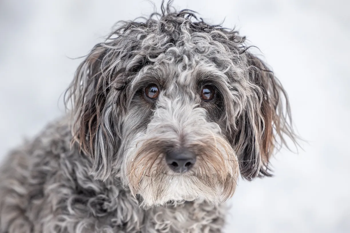 Pets photo 73 of 76 by K Schulz Photography