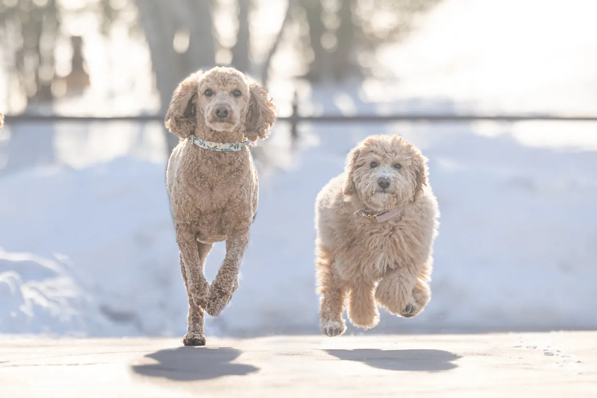 Pets photo 74 of 76 by K Schulz Photography