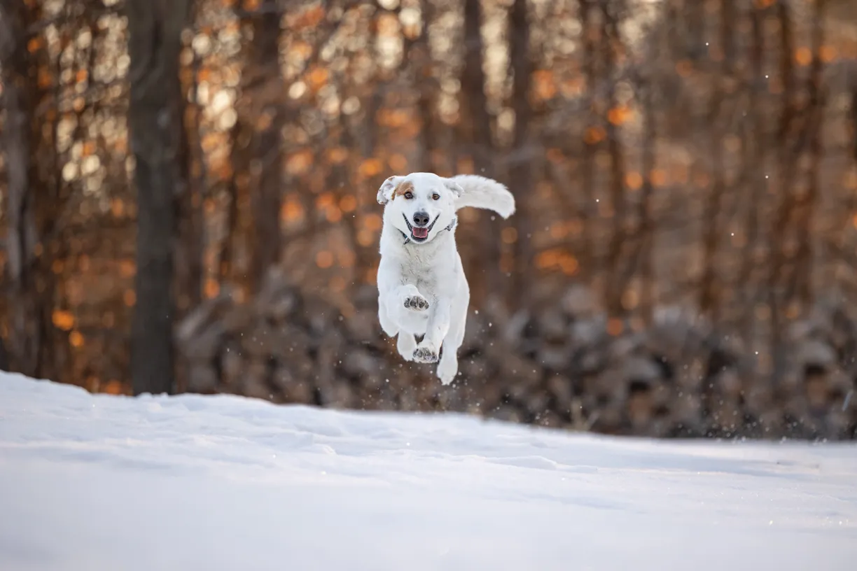 Pets photo 22 of 76 by K Schulz Photography
