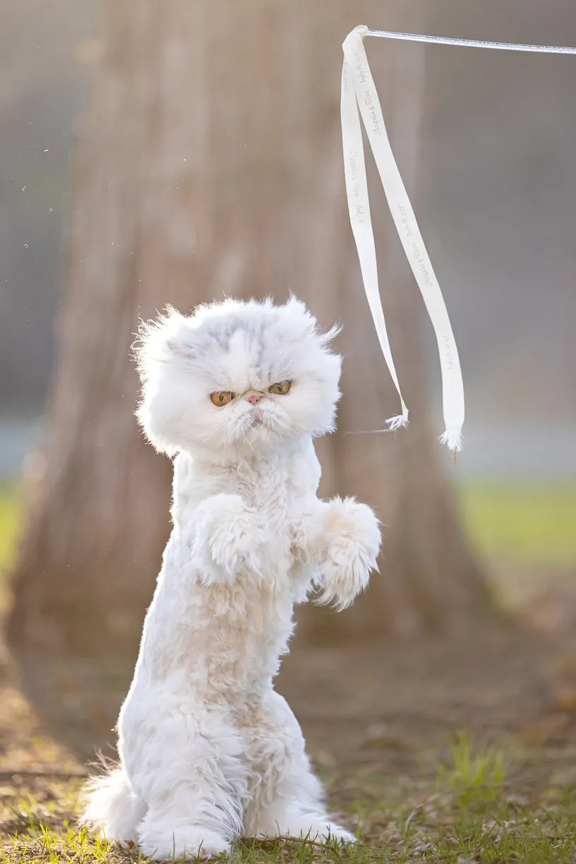 Pets photo 75 of 76 by K Schulz Photography