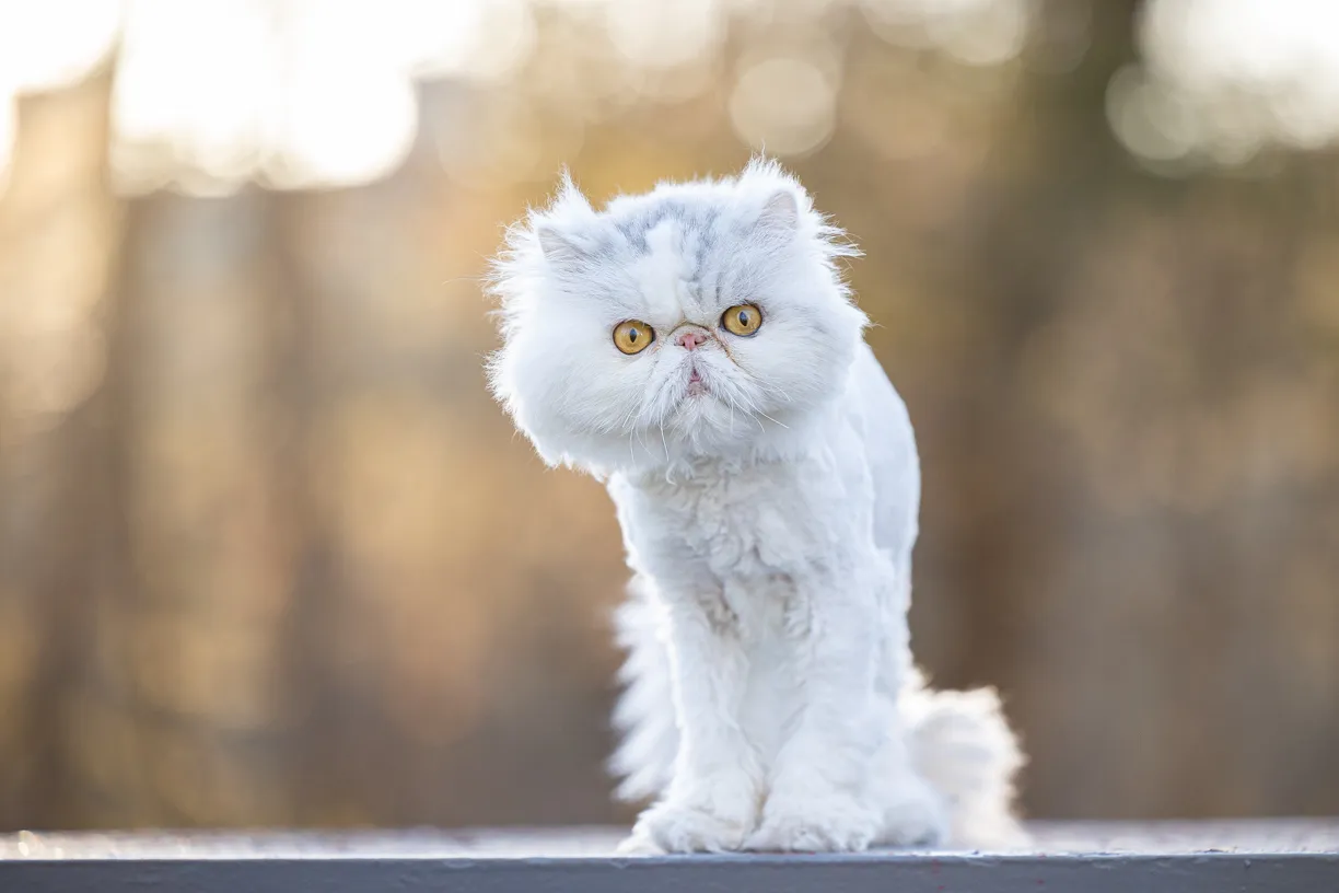 Pets photo 38 of 76 by K Schulz Photography
