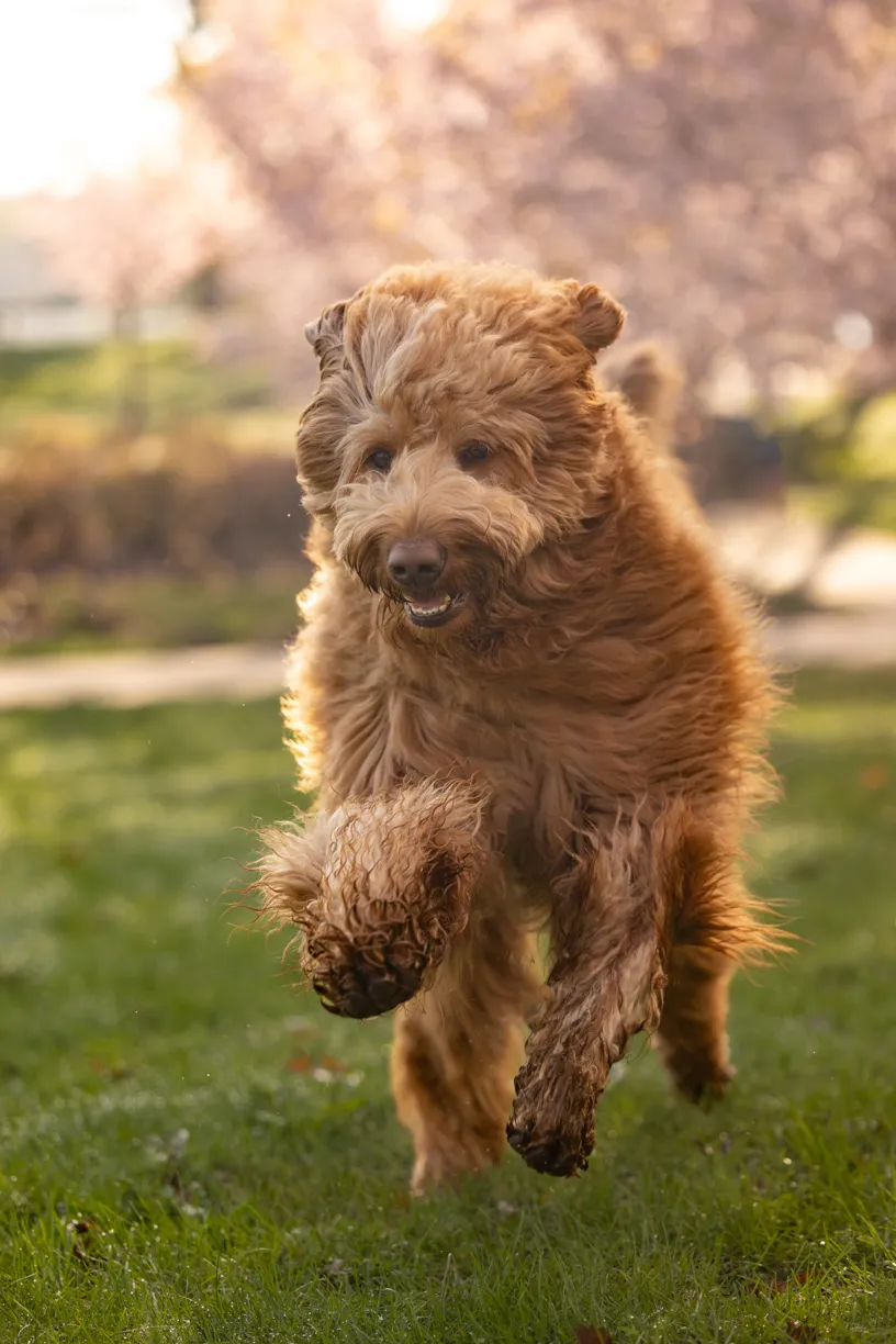 Pets photo 76 of 76 by K Schulz Photography