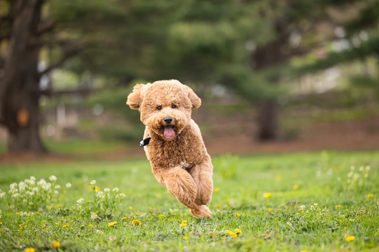 Pets photo 18 of 76 by K Schulz Photography