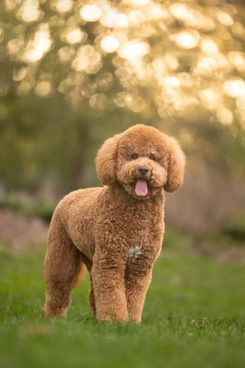 Pets photo 68 of 76 by K Schulz Photography