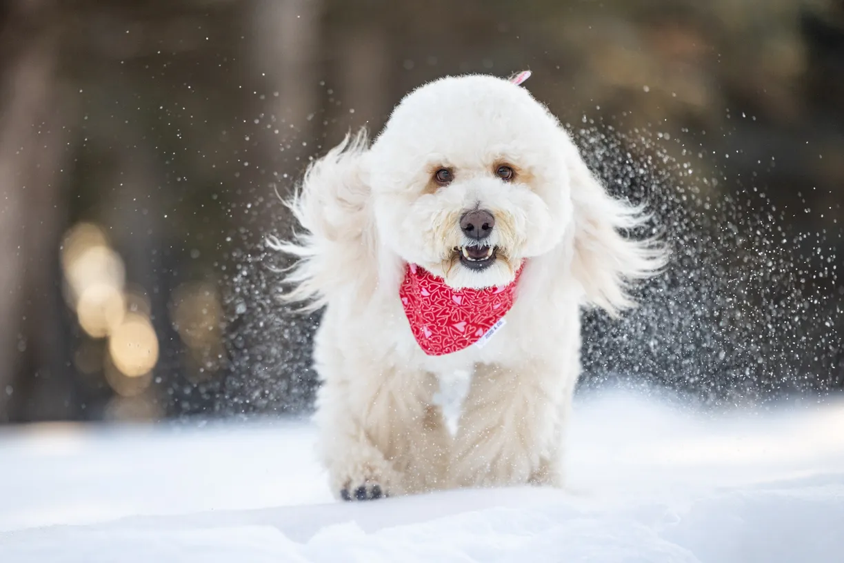 Fluffy white dog in a red bandana bounding through snow
