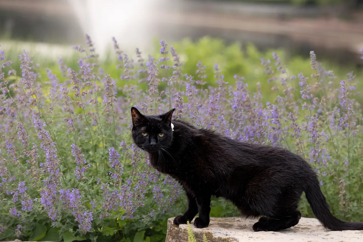 Pets photo 66 of 76 by K Schulz Photography