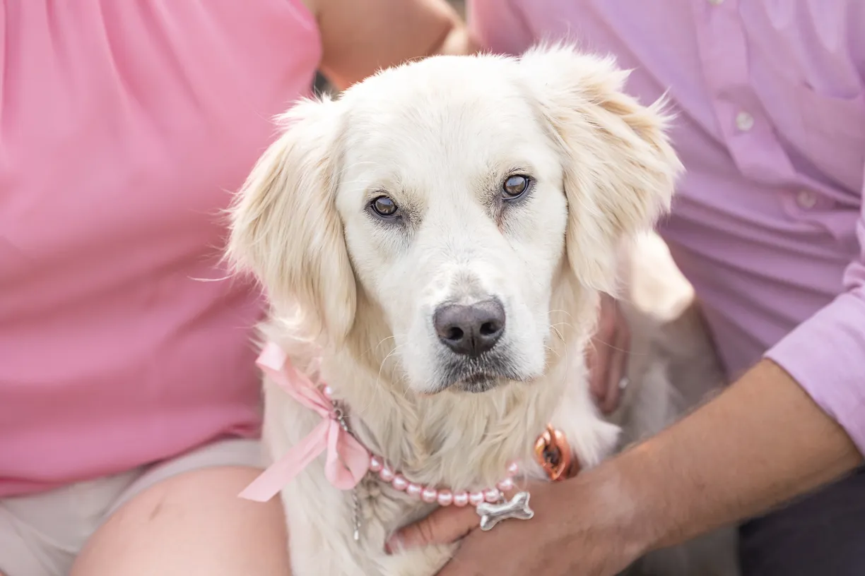 Pets and their people photo 61 of 63 by K Schulz Photography