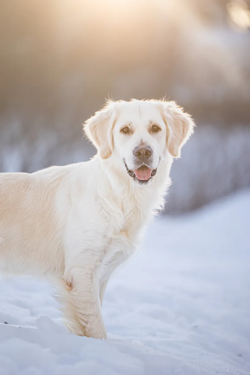 Pets photo 36 of 76 by K Schulz Photography