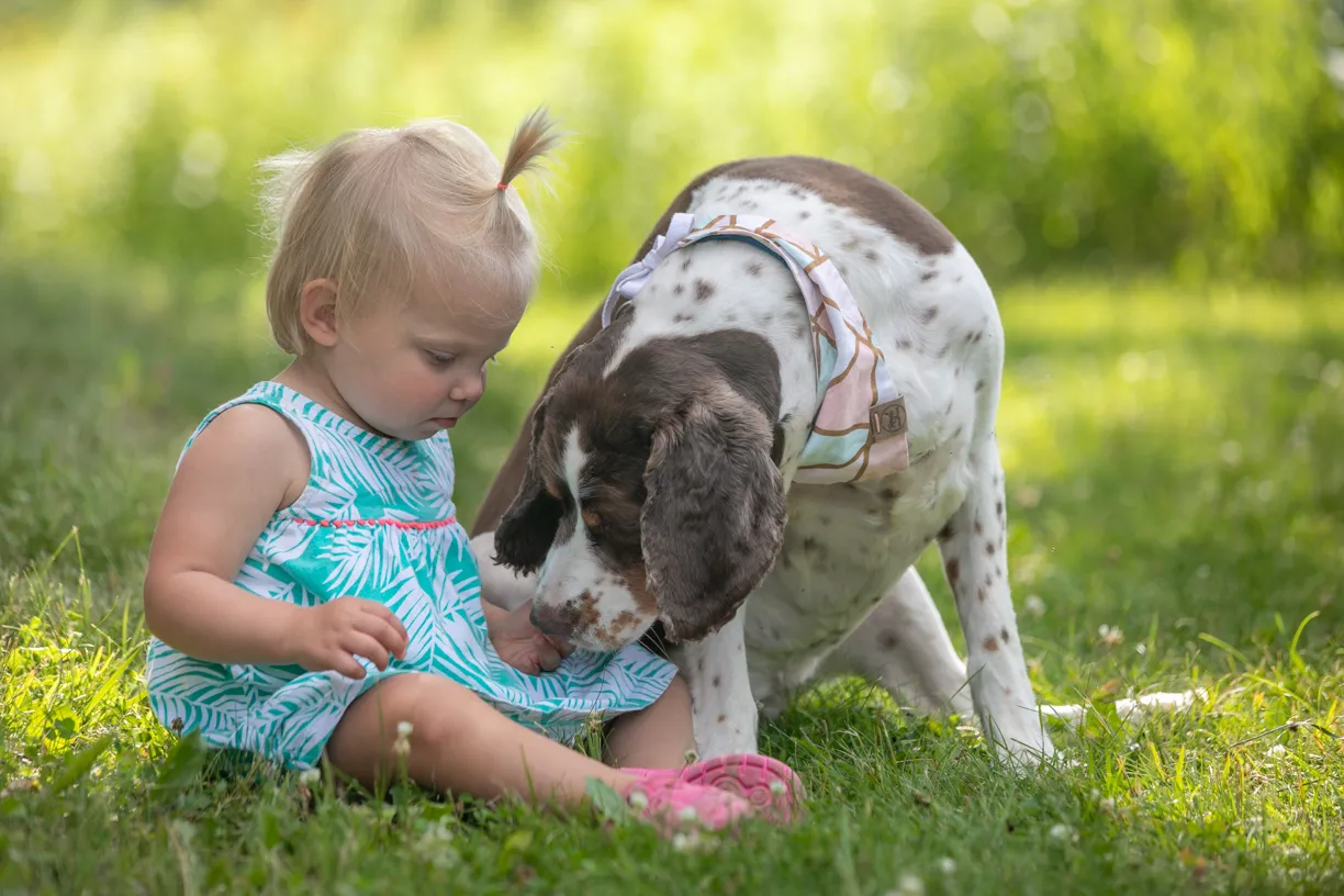 Toddler sitting in the grass with a spaniel leaning in