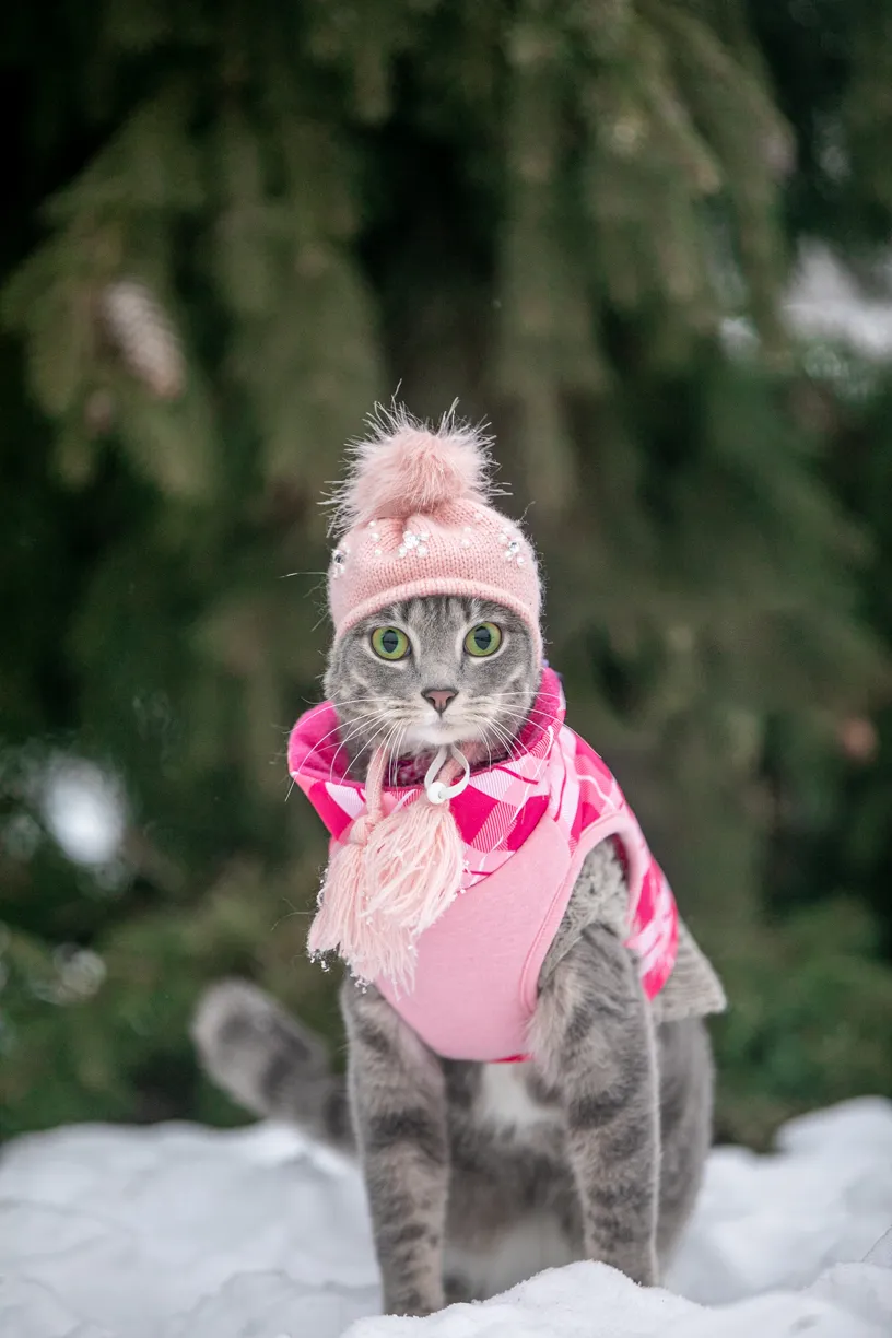 Pets photo 17 of 76 by K Schulz Photography