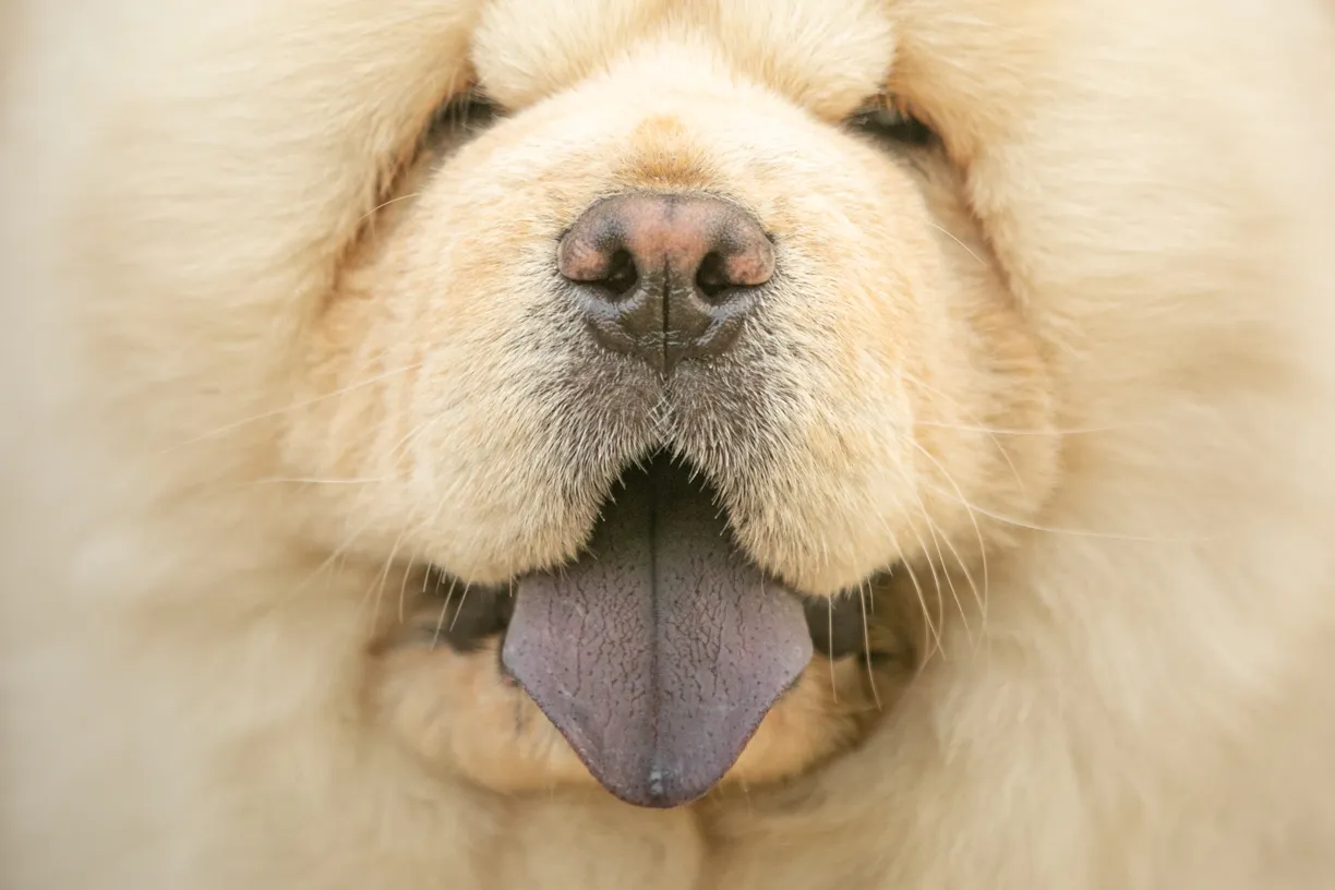 Pets photo 20 of 76 by K Schulz Photography