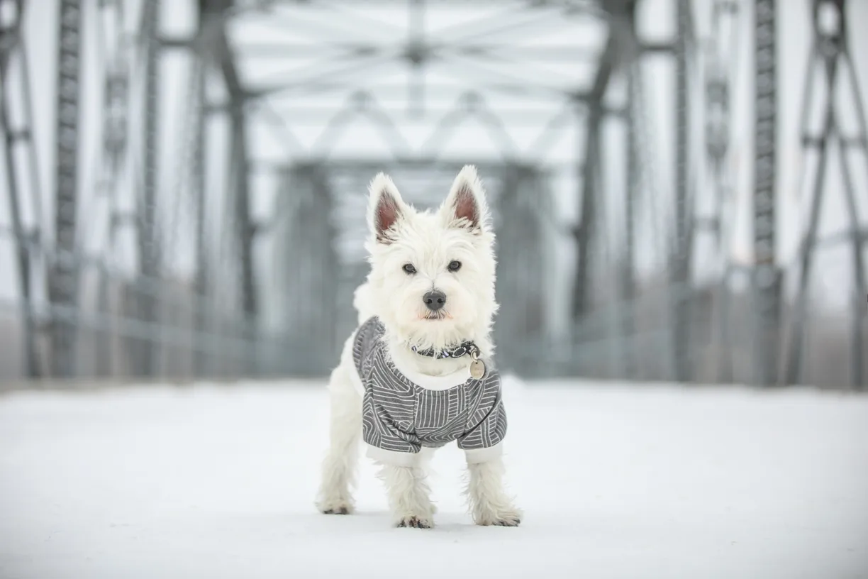 Pets photo 21 of 76 by K Schulz Photography