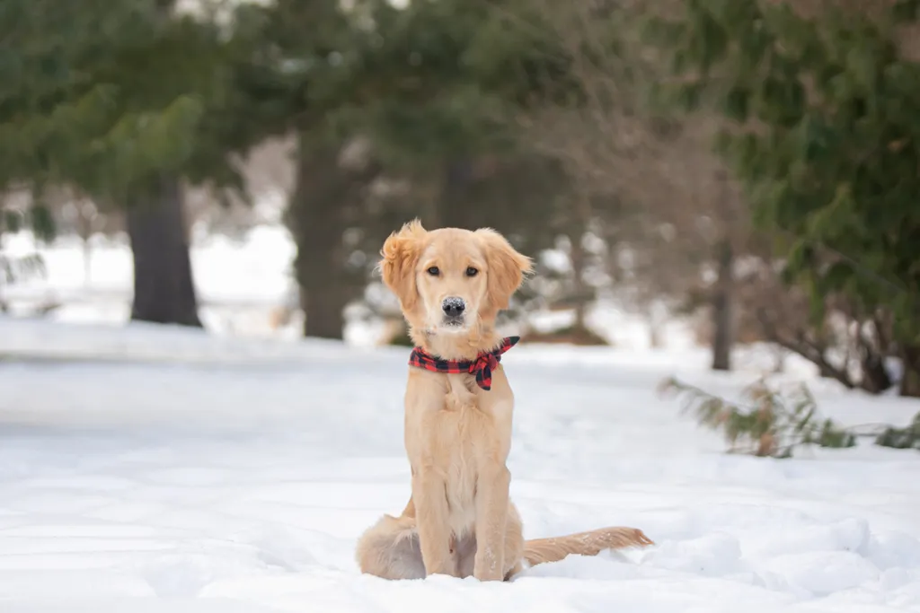 Golden Retriever puppy: como park, photo 1 of 12