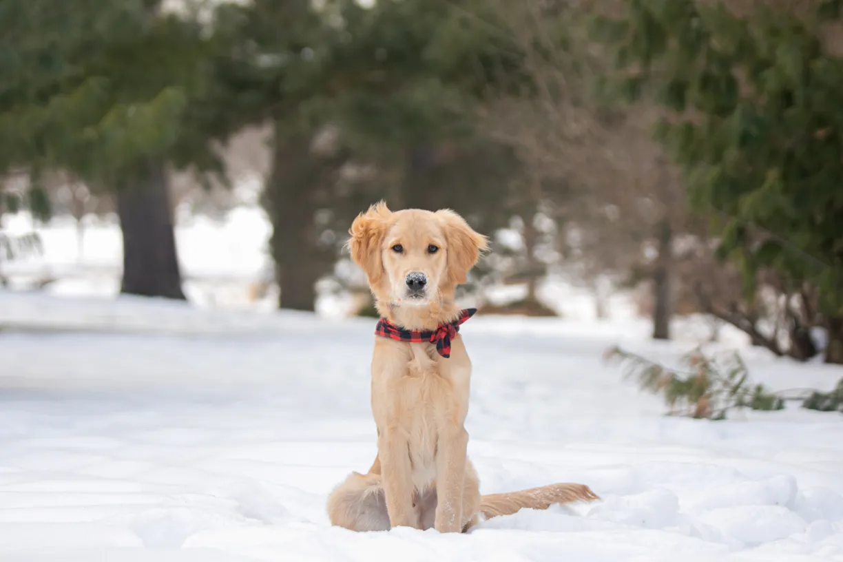 Cover photo for Golden Retriever puppy: como park