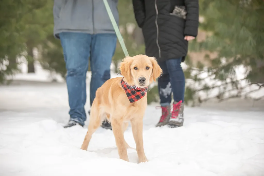 Golden Retriever puppy: como park, photo 6 of 12