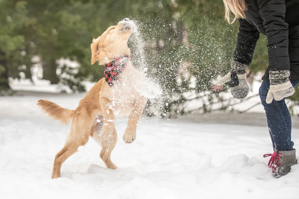 Golden Retriever puppy: como park, photo 8 of 12