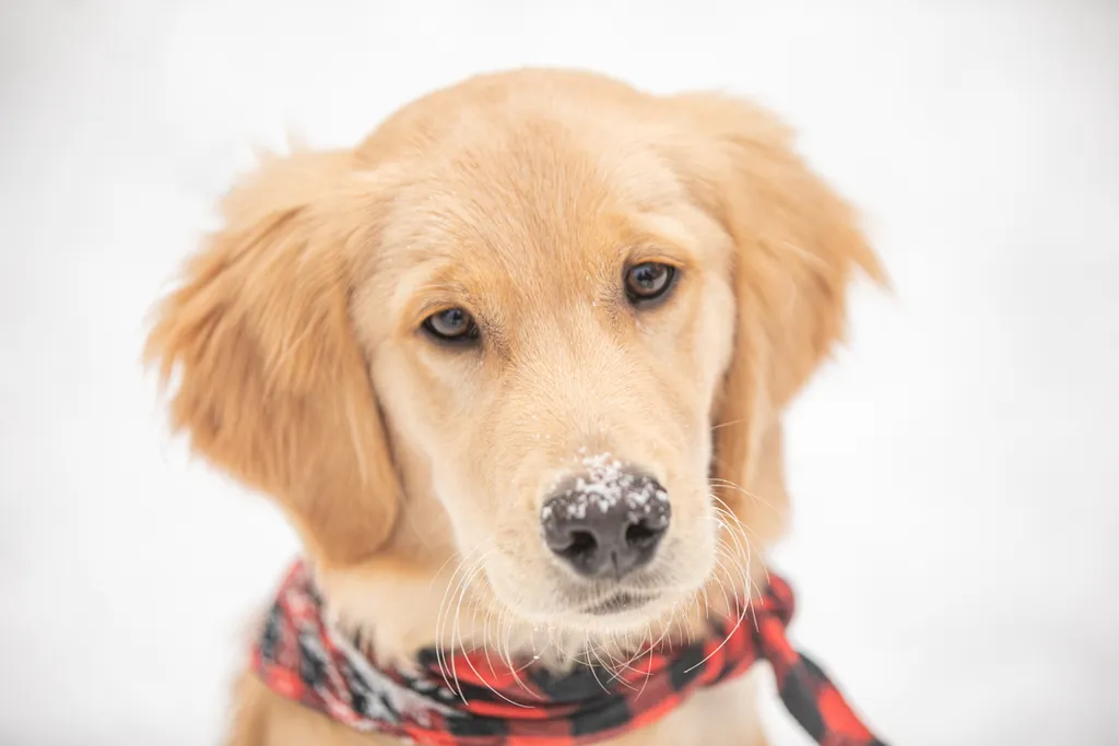 Golden Retriever puppy: como park, photo 11 of 12