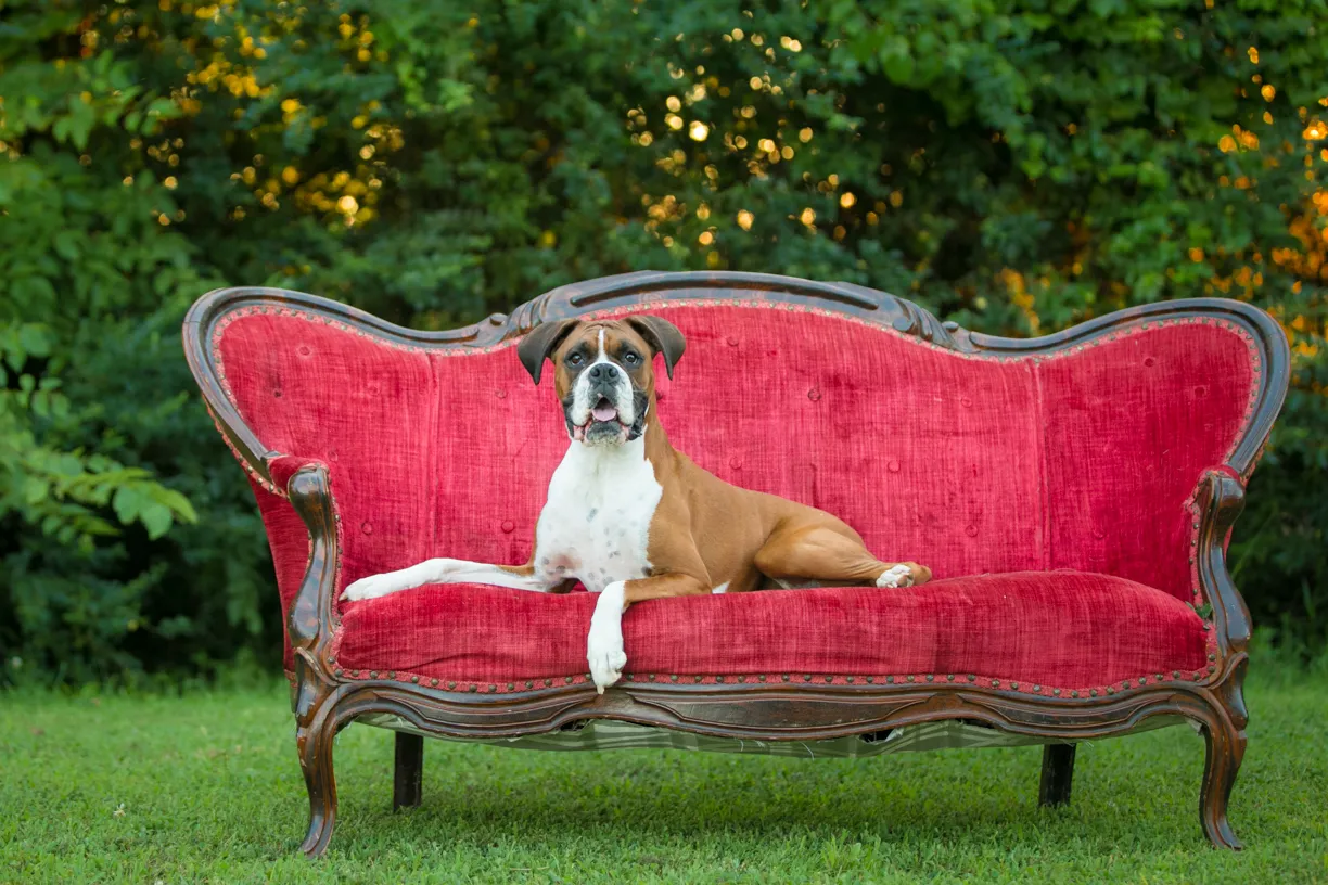 Photo from Amanda and Dempsey’s session
