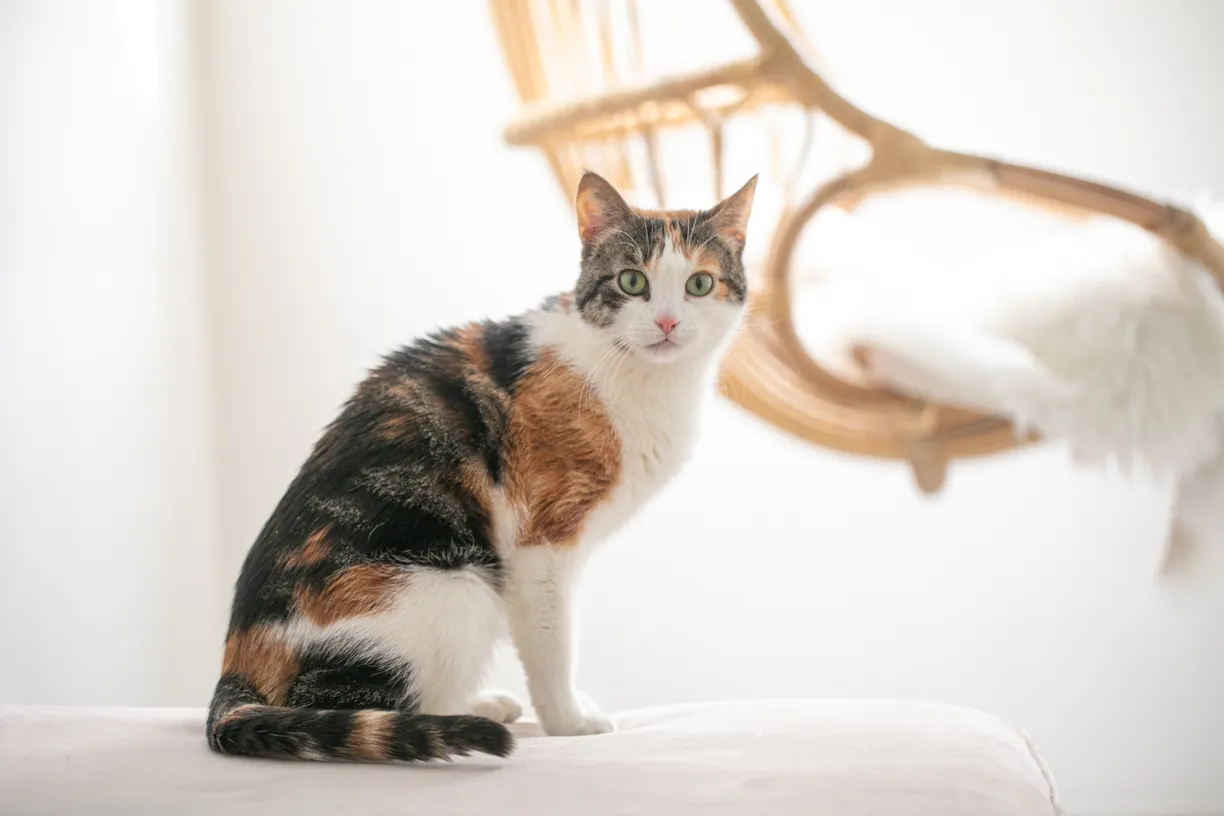 Pets photo 26 of 76 by K Schulz Photography