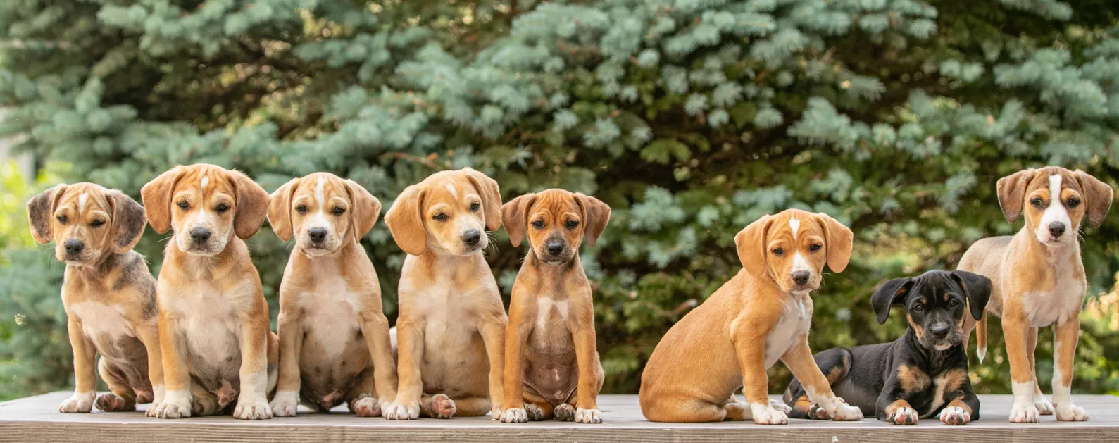 Cover photo for Photographing Puppy litters: Helpful tips